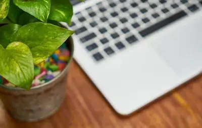 office plants