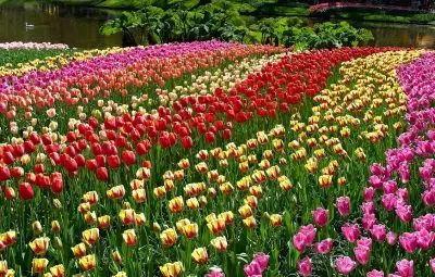 landscape architecture