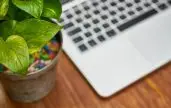 office plants