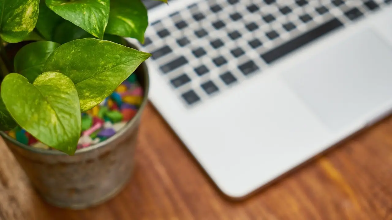 Are Office Plants Improving Employee Wellbeing?