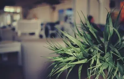 plants aid noise reduction